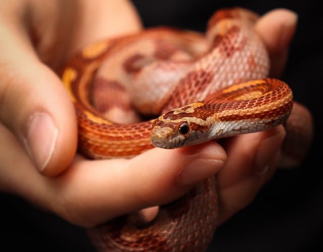 How to safely identify venomous vs. non-venomous snakes