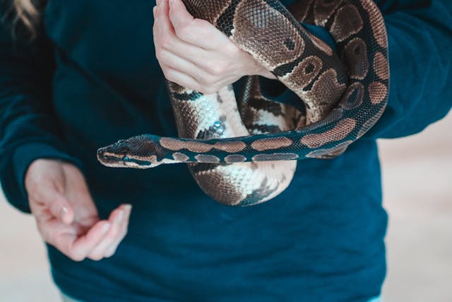 Snake rescue FAQs: Everything you need to know